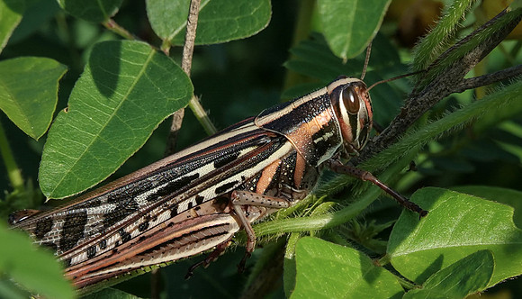 106. American Bird Grasshopper Lake Arrowhead TX PMK91588