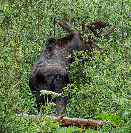 104. Moose Lemon Creek CO PMK94812