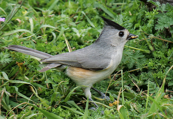 108. Black-crested Titmouse Inks Lake SP PMK93904