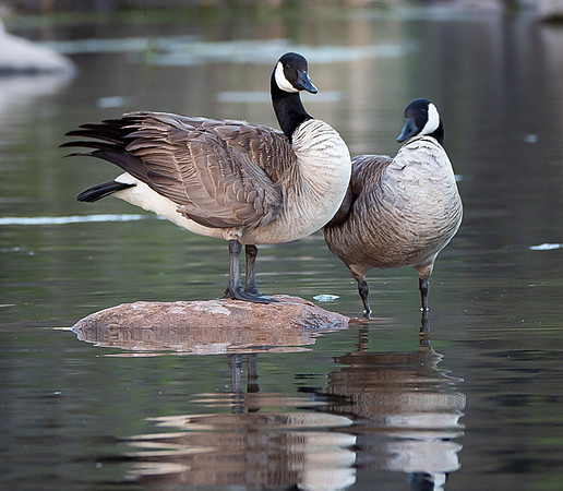 107. Canada Goose Inks Lake SP PMK95669