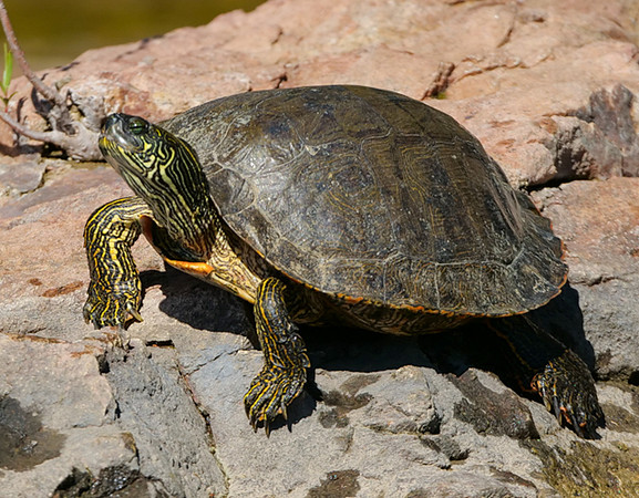 109. Texas Cooter Inks Lake SP PMK93731