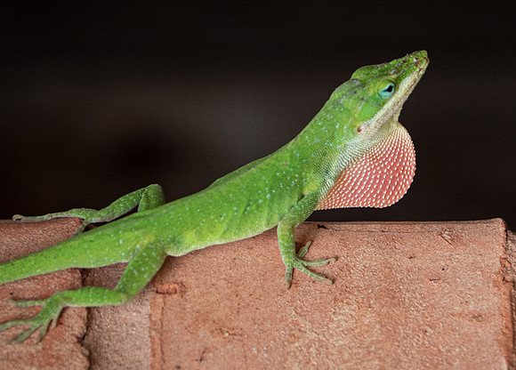 111. Green Anole Mansfield TX PMK96273