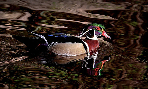112. Wood Duck P1050408