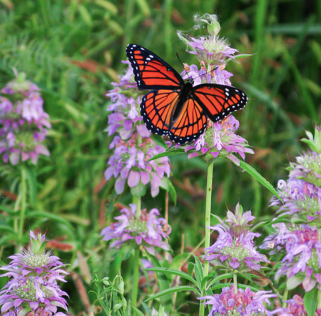 110. Viceroy BF IMG_2407