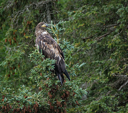 114. Bald Eagle Alaska PMK92869