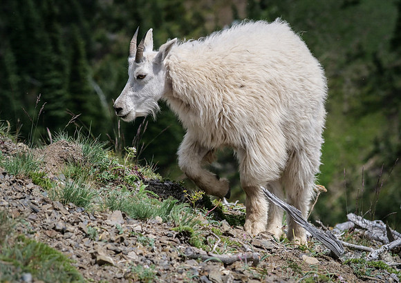 116. Mountain Goat ONP PMK92348