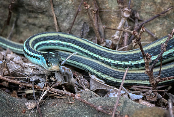 115. Western Ribbon Snake PMK9108