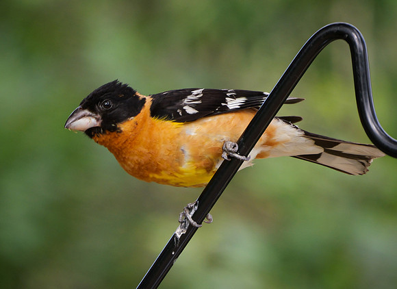 118. Black-headed Grosbeak Sugarite Canyon SP NM PMK94474