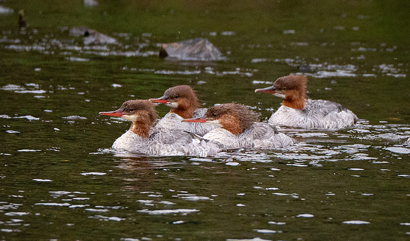 119. Common Merganser Alaska PMK92874