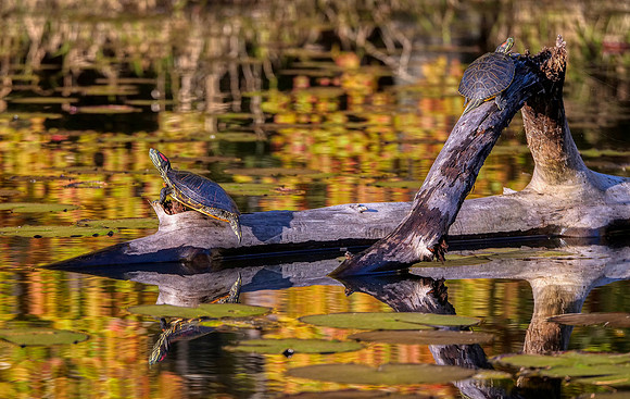 113. Red Ear Sliders Daingerfield SP TX PMK92549