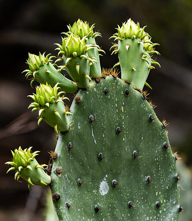 120 Texas Prickley Pear Cactus P1013252