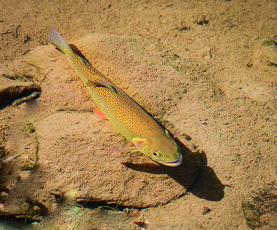 117. Rio Grande Cutthroat Trout IMK_7822-2