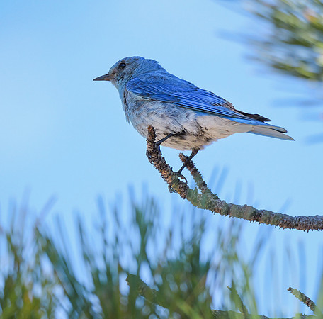 120. Mountain Bluebird Colorado PMK94050