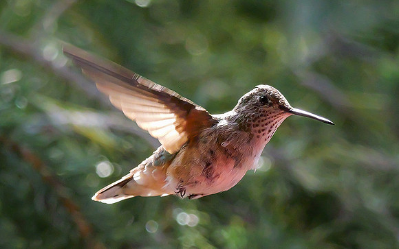 121. Broad-tailed Hummingbird New Mexico PMK94539