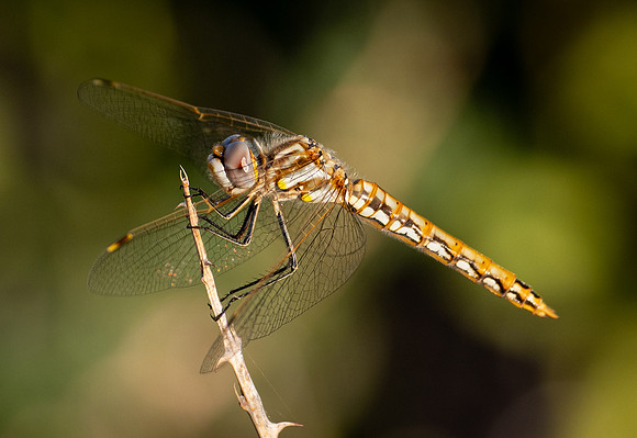 124. Variegated Meadowhawk PMK91025