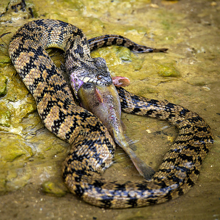 123. Diamondback Water Snake with Perch Nolan River TX P1040883