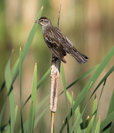 131. Red-winged Blackbird PMK91294