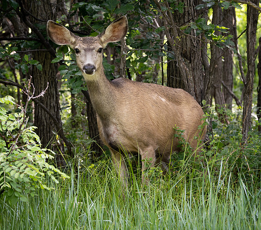 132. Mule Deer P1024585