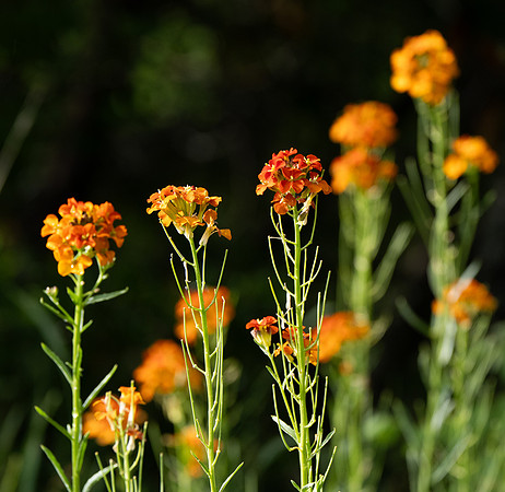 134. Western Wallflower P1024569