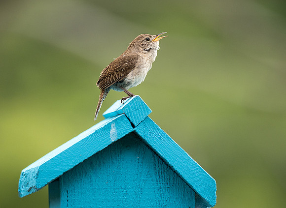 135. Northern House Wren PMK91116