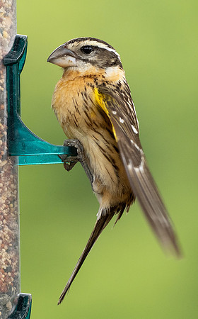 136. Black-headed Grosbeak PMK91091