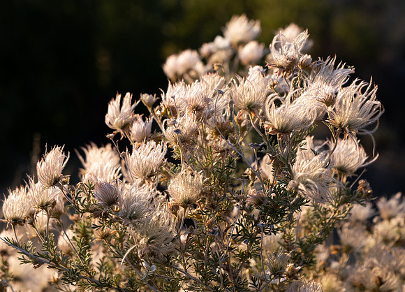 143. Apache plume P1035047