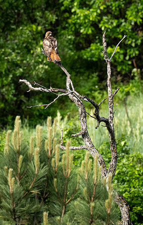 144. Red-tailed Hawk PMK91171