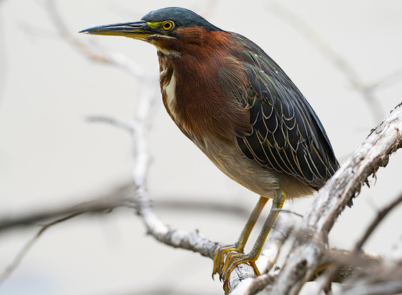 147. Green Heron PMK92942