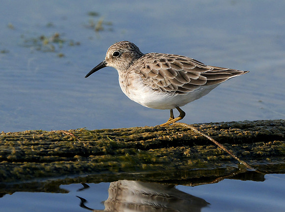 148. Least Sandpiper P1046533