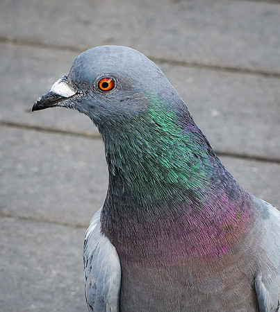 149. Rock Pigeon PMK92720