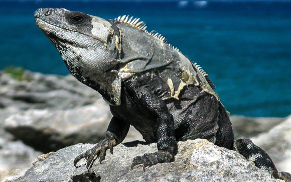 151. Black Spiney-tailed Iguana IMG_0345 copy