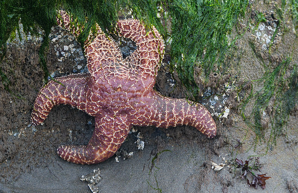 150. Ochre Sea Star PMK91627