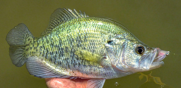 152. White Crappie P1020826