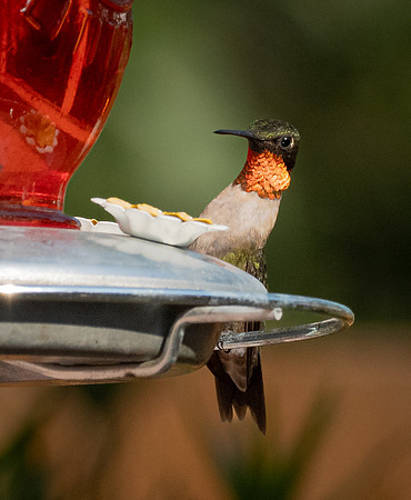 154. Ruby-throated Hummingbird PMK93278