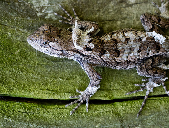 158. Texas Spiny Lizard MK93356