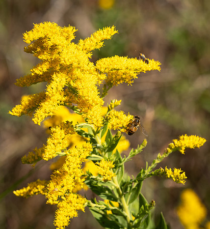161. Tall Goldenrod PMK93484