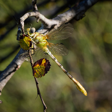 162. Eastern Ringtail PMK93481