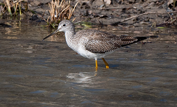 165. Greater Yellowlegs PIMK9032