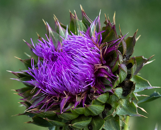 164. Musk thistle PMK99677