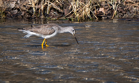 165a. Greater Yellowlegs PIMK9013