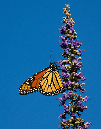 166. Monarch P1067874
