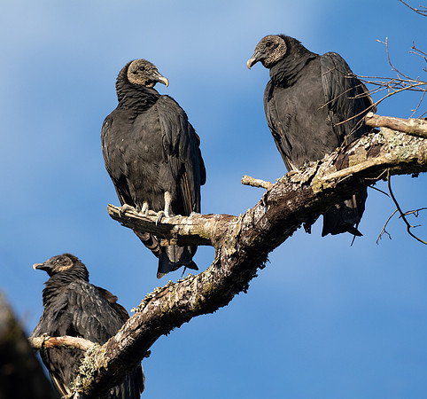 168. Black Vultures P1068028