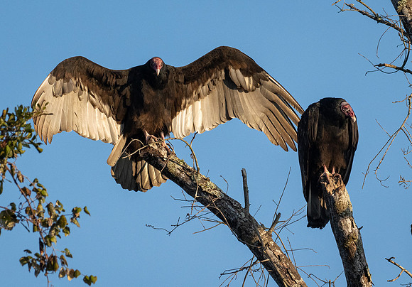 169. Turkey Vultures P1068003