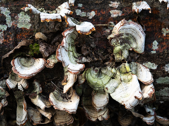 172a. Genus Srereum PMK93592