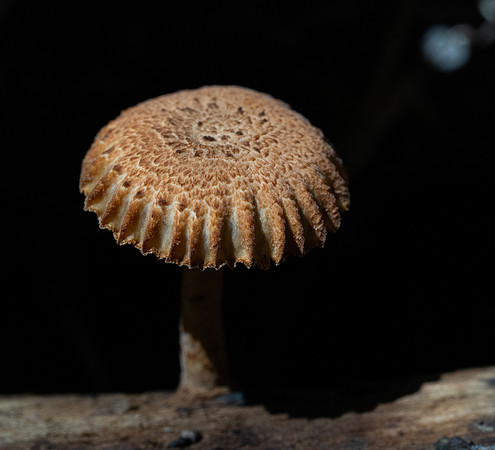 173a. Genus Heliocybe P1012890
