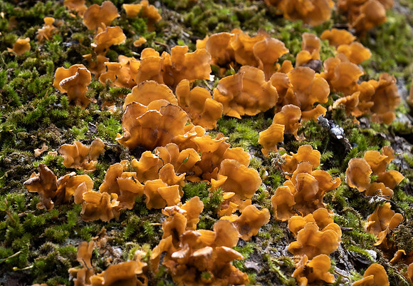 175. Genus Stereum P1001419