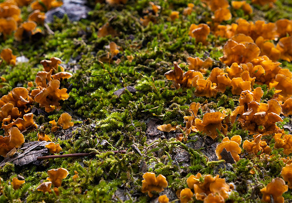 175a. Genus Stereum P1001418