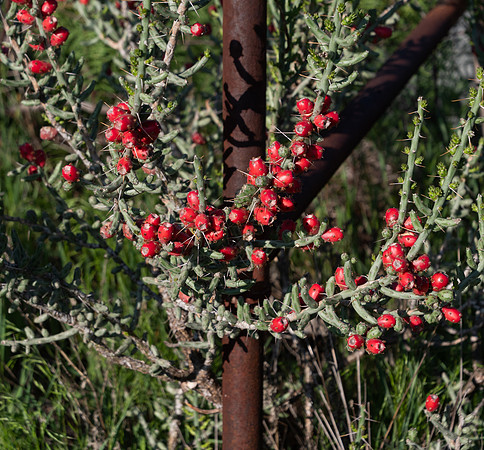 176. Christmas Cholla