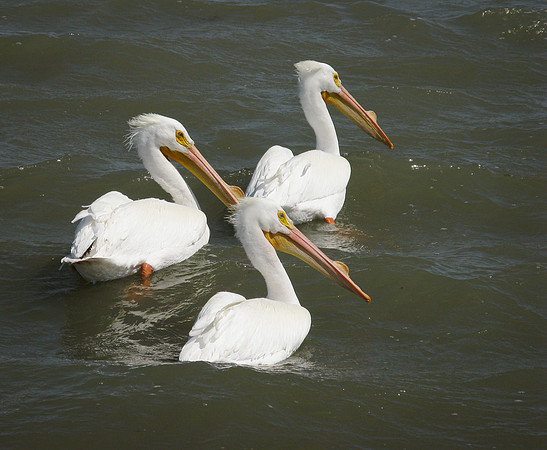 178. White Pelican IMG_2296