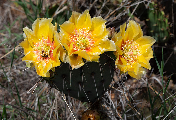 177a. Texas Pricklypear PMK96088
